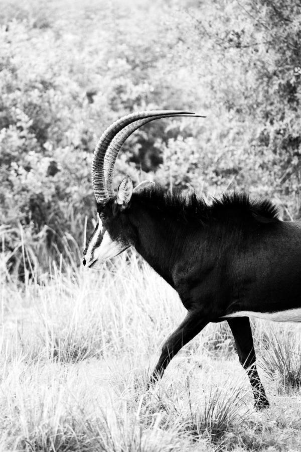 Letamo At Qwabi Private Game Reserve By Newmark Bela-Bela Luaran gambar
