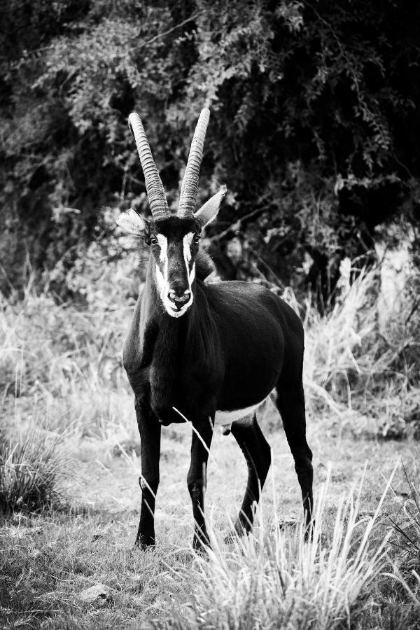Letamo At Qwabi Private Game Reserve By Newmark Bela-Bela Luaran gambar