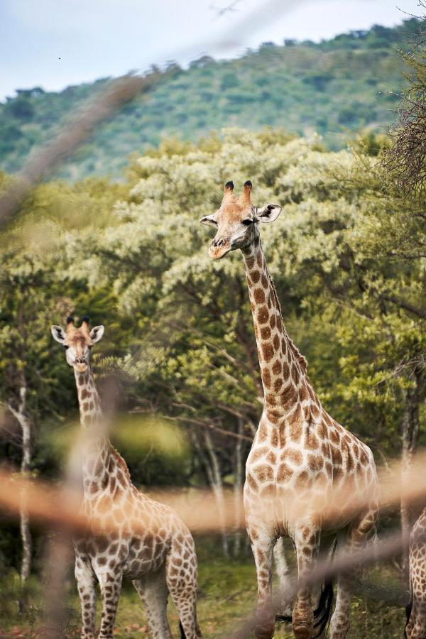Letamo At Qwabi Private Game Reserve By Newmark Bela-Bela Luaran gambar