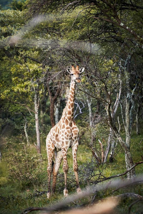 Letamo At Qwabi Private Game Reserve By Newmark Bela-Bela Luaran gambar
